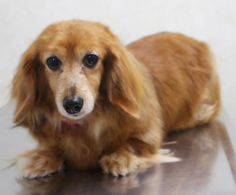 川吉モモちゃん