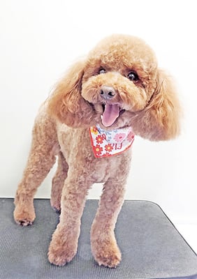 寺園ちょこちゃん