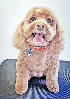 木村プリンちゃん