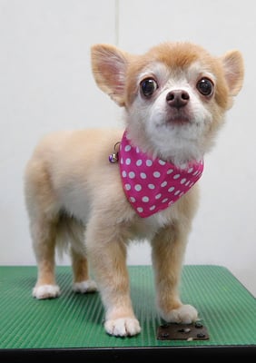 江上ベベちゃん