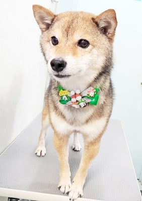 前田モカちゃん