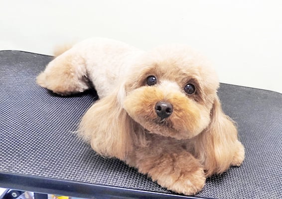 大坪ラテちゃん