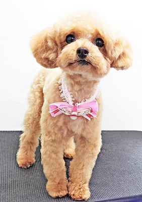 辻チロルちゃん