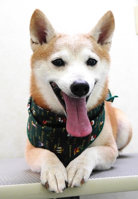 有馬コタロウちゃん