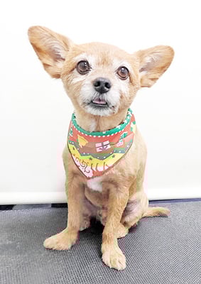 助村ルウちゃん