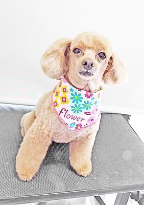 森崎ネネちゃん