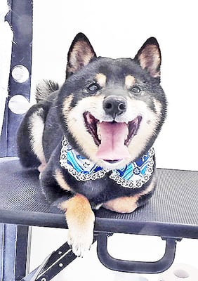 中野めらんちゃん