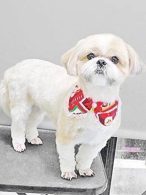 柳田モカちゃん