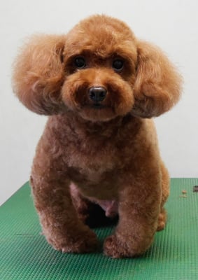 迫田リクちゃん