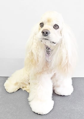 福富ベリーちゃん