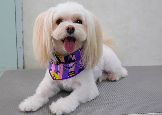 大脇ココアちゃん