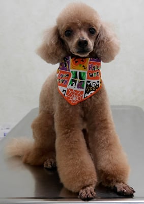 平松クーちゃん