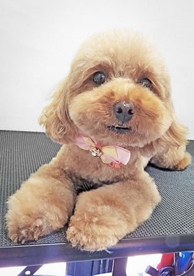 大坪ラテちゃん