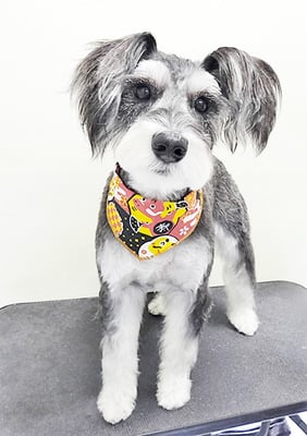 迫田プーちゃん