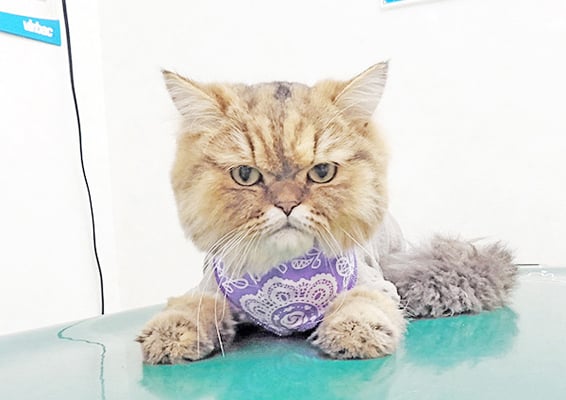 東郷ハックルベリーちゃん