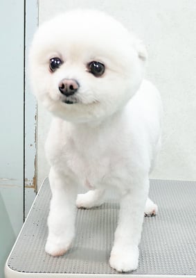 森崎ピュアちゃん