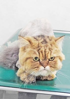 東郷ハックルベリーちゃん