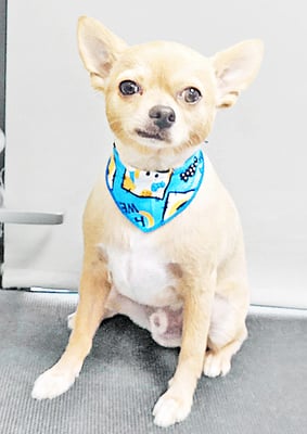 池田リブちゃん