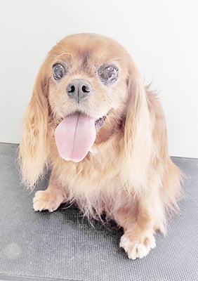 橋口ルビーちゃん