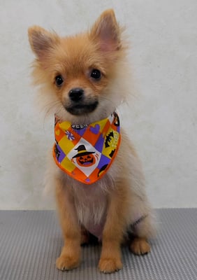 大井ポンタちゃん