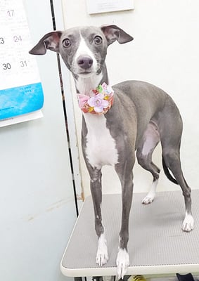 宮下レジーナちゃん