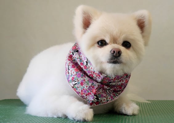 千葉チビちゃん