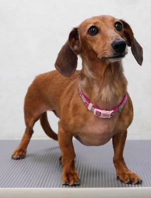 別府モモちゃん