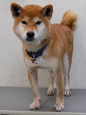 大田ソラちゃん