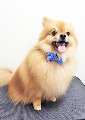 大井ポンタちゃん