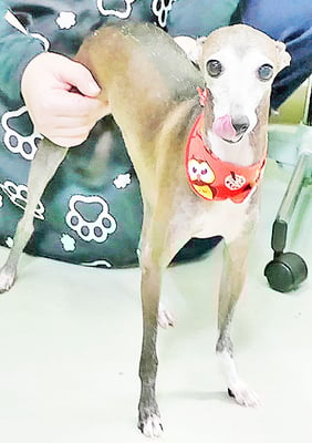 前田エレナちゃん