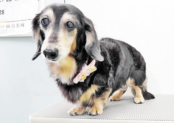 湯田モモちゃん