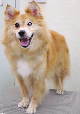 菊池ゴンちゃん