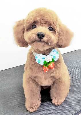 山元ムックちゃん