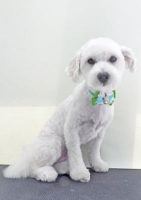 岡世マルちゃん