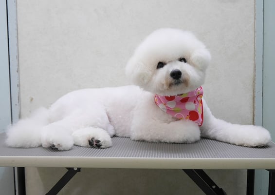 前村ゆきちゃん