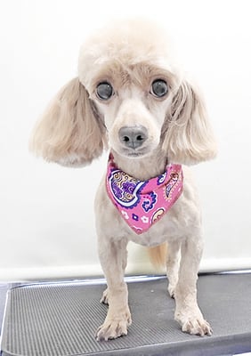 中村てぃーちゃん