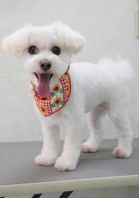 中島フワリちゃん