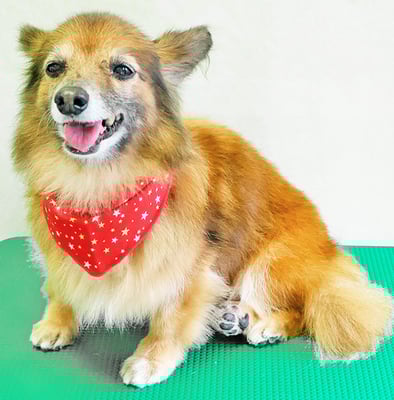 田島ベリちゃん