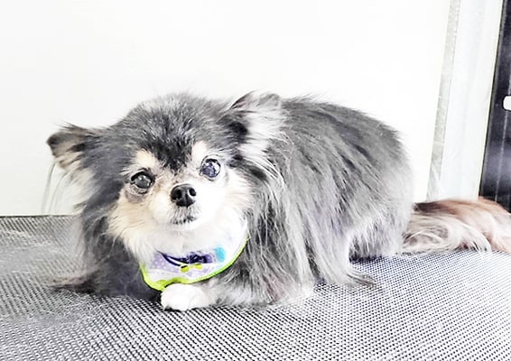 上妻ミントちゃん