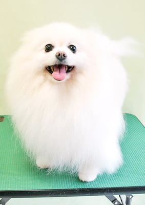 森崎ピュアちゃん