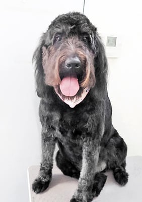 田代ロッティちゃん