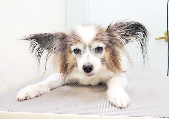 松元ミニーちゃん