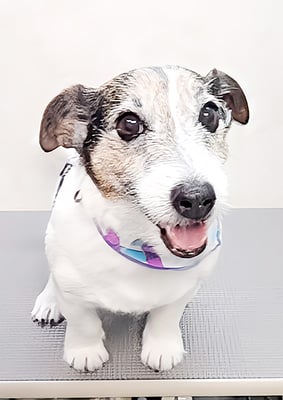 外園マロちゃん