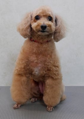 小野ハナちゃん