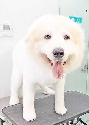 田代メイちゃん