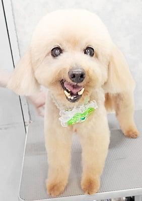 金谷ムサシちゃん