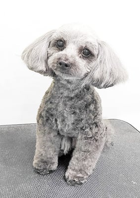 森崎ラブちゃん