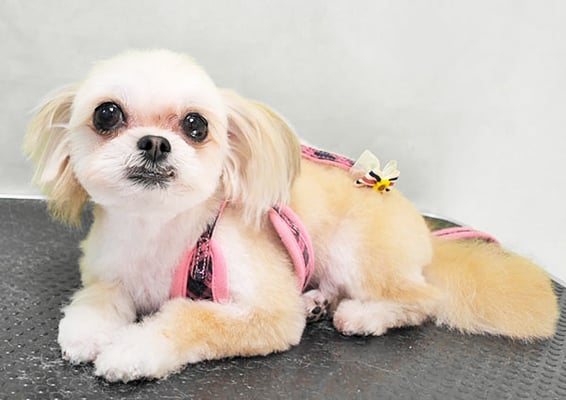 外城戸ルビーちゃん