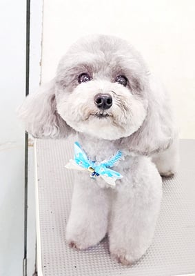 田中ロビンちゃん