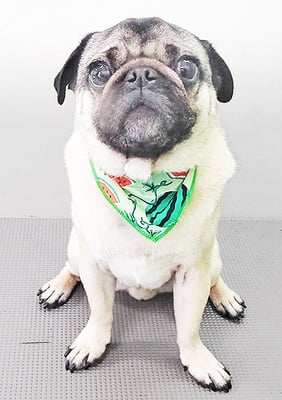 田邊ギンちゃん